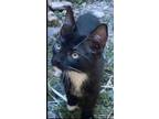 Adopt Weaver a Black & White or Tuxedo Domestic Shorthair (short coat) cat in