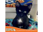 Adopt Hades a All Black Domestic Shorthair / Mixed cat in Enid, OK (38481010)