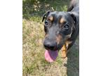 Adopt Maggie a Black - with Brown, Red, Golden, Orange or Chestnut Mixed Breed