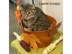 Adopt LUPINE a Domestic Shorthair cat in Calimesa, CA (38311149)