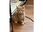 Adopt Clematis a Domestic Shorthair cat in Calimesa, CA (38301259)
