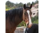 Adopt Tuff a Grade / Mixed horse in Kanab, UT (38519564)