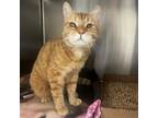 Adopt Homer a Orange or Red Domestic Shorthair / Mixed cat in Lynchburg