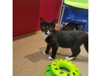 Adopt Pinto a All Black Domestic Mediumhair / Mixed cat in Ridgeland