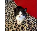 Adopt Banzo a All Black Domestic Shorthair / Mixed cat in Ridgeland