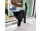 Adopt Miyu a All Black Domestic Shorthair / Mixed cat in Ridgeland