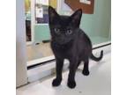 Adopt Mochi a All Black Domestic Shorthair / Mixed cat in Ridgeland