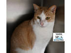 Adopt Goober a White Domestic Shorthair / Domestic Shorthair / Mixed cat in