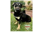 Adopt Sivi a Black - with Tan, Yellow or Fawn Dachshund / Hound (Unknown Type) /