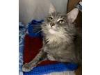 Adopt Girlie a Gray or Blue Domestic Shorthair / Mixed cat in Windsor
