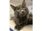 Adopt Pixie Dust a Gray or Blue Domestic Mediumhair / Domestic Shorthair / Mixed