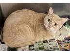 Adopt Howie a Tan or Fawn Domestic Shorthair / Domestic Shorthair / Mixed cat in