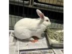 Adopt Lenny a White American / Other/Unknown / Mixed rabbit in Fairfax