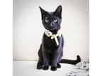 Adopt Price a All Black Domestic Shorthair / Domestic Shorthair / Mixed cat in