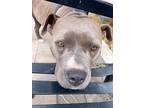 Adopt Pinky a Gray/Silver/Salt & Pepper - with White American Pit Bull Terrier /