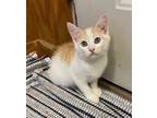 Adopt Maricel a Orange or Red (Mostly) Domestic Mediumhair (medium coat) cat in