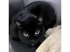 Adopt Lucky a All Black Domestic Shorthair / Mixed cat in Englewood