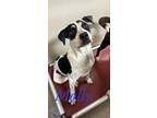 Adopt Molly 122800 a White Australian Cattle Dog dog in Joplin, MO (38440989)