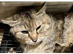 Adopt Ivy a Tiger Striped Domestic Shorthair (short coat) cat in Andover
