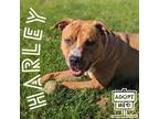 Adopt Harley a Brown/Chocolate American Pit Bull Terrier / Mixed dog in
