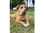 Adopt Kipp a Tan/Yellow/Fawn Catahoula Leopard Dog / Mixed dog in Mansfield