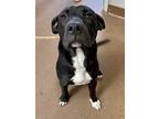 Adopt Biggie a Black American Pit Bull Terrier / Mixed dog in Winfield
