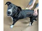 Adopt Doll a Black Labrador Retriever / Mixed dog in Winfield, KS (38539577)