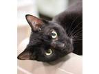 Adopt Carl a All Black Domestic Shorthair / Domestic Shorthair / Mixed cat in