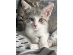 Adopt Isabella a Gray or Blue Domestic Shorthair / Domestic Shorthair / Mixed