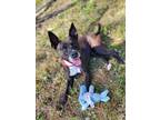 Adopt Roxy a Black Basenji / Mixed dog in Hudson, NY (38302861)