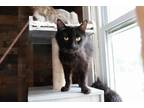 Adopt Lotty a Black (Mostly) Domestic Longhair (long coat) cat in Loogootee