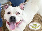 Adopt Luna a White Mixed Breed (Large) / Mixed dog in Georgetown, TX (38269009)