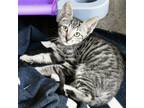 Adopt Yurtle a Gray or Blue Domestic Shorthair / Domestic Shorthair / Mixed cat