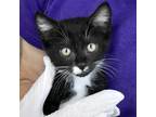 Adopt Cantaloupe a All Black Domestic Shorthair / Domestic Shorthair / Mixed cat