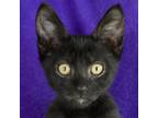 Adopt Sneedle a All Black Domestic Shorthair / Domestic Shorthair / Mixed cat in