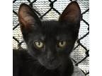 Adopt Wickersham a All Black Domestic Shorthair / Domestic Shorthair / Mixed cat