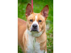 Adopt Golden a Tan/Yellow/Fawn Mixed Breed (Medium) / Mixed dog in Greenwood