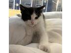 Adopt Little Rascal a White Domestic Shorthair / Domestic Shorthair / Mixed cat