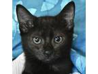 Adopt Blackbird a All Black Domestic Shorthair / Domestic Shorthair / Mixed cat