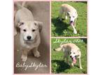 Adopt Skylar a Husky