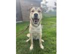 Adopt Stallone a Tan/Yellow/Fawn Husky / Mixed dog in St.