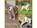 Adopt Kinsley a Husky