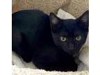 Adopt Blackie a All Black Domestic Shorthair (short coat) cat in Escondido