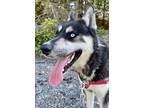 Adopt Ragnar a Black Husky / Mixed dog in Burlington, WA (38363055)