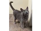 Adopt Lilac a Domestic Shorthair / Mixed (short coat) cat in Glenfield