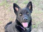 Adopt Yuki a Black Mixed Breed (Large) / Mixed dog in Georgetown, TX (38523609)
