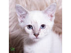 Adopt Bougainvillea a White Domestic Shorthair / Domestic Shorthair / Mixed cat