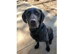 Adopt Jake a Black Labrador Retriever / Mixed dog in Lakeside, AZ (38528209)