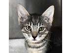Adopt Owl a Gray or Blue Domestic Shorthair / Domestic Shorthair / Mixed cat in