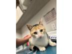 Adopt Claudia a White Domestic Shorthair / Domestic Shorthair / Mixed cat in